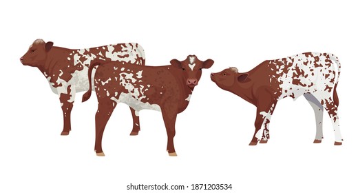 Farm animal - Calf. Shorthorn - The Best Beef Cattle Breeds. Vector Illustration.