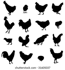 Farm Animal Cock, hen and chick