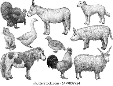 Farm animal collection, illustration, drawing, engraving, ink, line art, vector

