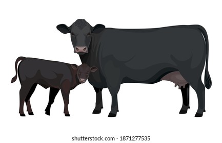 Farm animal - Cow with Calf. Aberdeen Angus - The Best Beef Cattle Breeds collection. Vector Illustration.