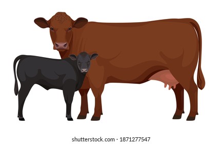 Farm animal - Cow with Calf. Aberdeen Angus - The Best Beef Cattle Breeds. Vector Illustration.