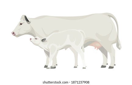 Farm animal - Cow with Calf. Belgian Blue - The Best Beef Cattle Breeds. Vector Illustration.