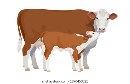 Farm animal - Cow with Calf. Hereford - The Best Beef Cattle Breeds. Vector Illustration.