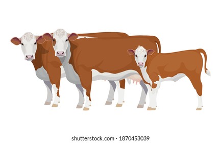 Farm animal - Cow with Calf. Hereford - The Best Beef Cattle Breeds. Vector Illustration.