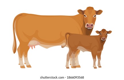 Farm animal. Cow with Calf. Limousine - Beef Cattle Breeds. Vector Illustration.