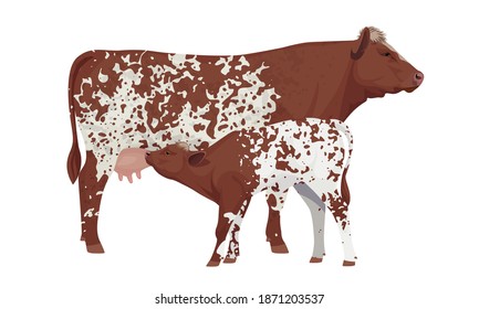 Farm animal - Cow with Calf. Shorthorn - The Best Beef Cattle Breeds. Vector Illustration.