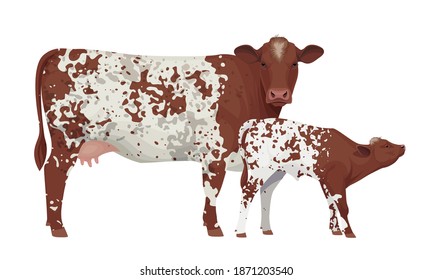 Farm animal - Cow with Calf. Shorthorn - The Best Beef Cattle Breeds. Vector Illustration.