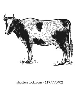 Farm animal. Cow. Isolated realistic image on white background. Handmade drawing. Vintage sketch. Vector illustration art. Black and white. Design for agricultural products, farm stores and markets