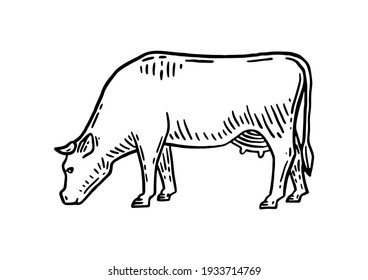 Farm animal. Cow sketch. Hand drawn. Vintage style. Black and white vector illustration isolated on white background.