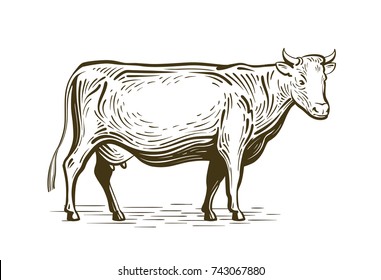 Farm animal, cow standing, sketch. Dairy farm, vintage vector illustration