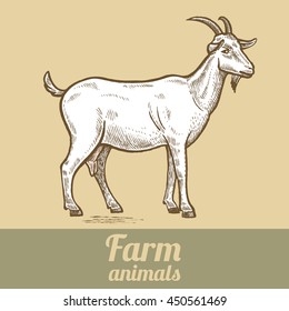 Farm animal goat. Colored print. Style vintage engraving. Vector illustration of a series - farm animals isolated. Template for creating packaging design farm products and signage natural food stores.