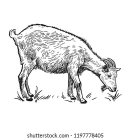 Farm animal. Goat. Isolated realistic image on white background. Handmade drawing. Vintage sketch. Vector illustration art. Black and white. Design for agricultural products, farm stores, markets