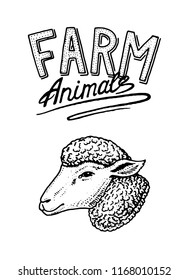 Farm animal. Head of a domestic lamb or sheep. Logo or emblem for signboard. icon for the menu. engraved hand drawn in old sketch vintage style.