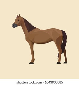 Farm animal horse vector illustration 