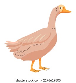 Animales de granja, criatura aviar aislada con plumaje y pico. Aves de gallina de oca aisladas cultivadas para la producción de carne. Agricultura y agricultura, plumas ecológicas de pato. Vector en ilustración de estilo plano