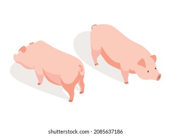 Animales de granja isométricos. Animales domésticos en 3d plano en la parte trasera y en la parte delantera. Carácter de juego de cerdo. Icono de vector