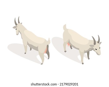 Farm animal isometric. Domestic animal in 3d flat back and front view. Cute game character of goat. Vector icon