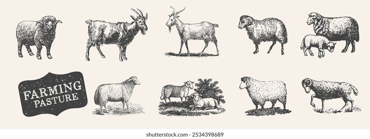 Animal de criação. Conjunto de desenho de cordeiro, ovelha e cabra.  Pecuária, ilustração de gado. Pastoreio animal. Estilo de gravura de xilogravura .vintage. Ilustração vetorial. Animal doméstico gravado.