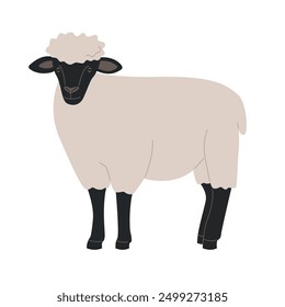 Farm animal, livestock. Cute sheep with a black muzzle standing on a white background. Wool, herd, lamb. Isolated hand drawn flat illustration.