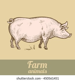 Farm animal pig. Colored print. Style vintage engraving. Vector illustration of a series - farm animals isolated. Template for creating packaging design farm products and signage natural food stores.