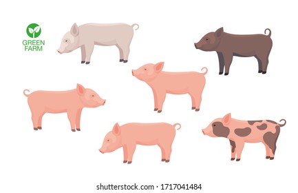 Farm Animal Pig. Funny Piggy. Little Piglet. Vector Set.