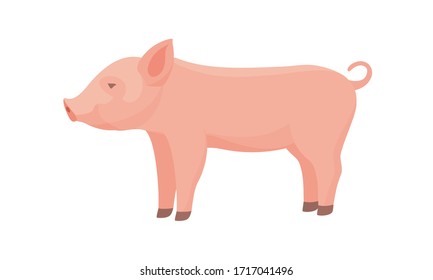 Schweinefleisch von Zuchttieren. Funny Piggy. Kleines Schweinchen.