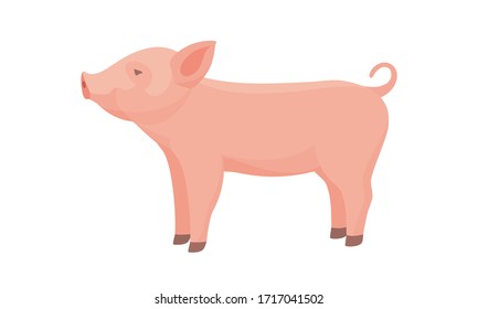 Schweinefleisch von Zuchttieren. Funny Piggy. Kleines Schweinchen.