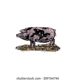 farm animal pig vintage vector engraving illustration