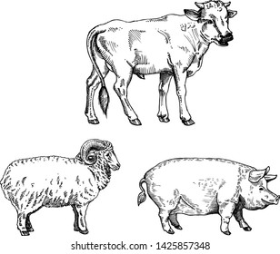 Farm animal set. Fresh organic meat. Bull, sheep, pig. Hand drawn sketch. Vintage vector engraving illustration for poster, web. Isolated on white background