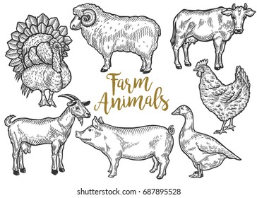 Farm Animal Set. Fresh Organic Meat. Cow, Goat, Pig, Turkey, Hen, Sheep, Goose, Duck. Hand Drawn Sketch. Vintage Vector Engraving Illustration For Poster, Web. Isolated On White Background