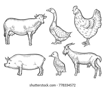 Farm animal set. Fresh organic meat. Cow, goat, pig, hen, sheep, goose. Hand drawn sketch. Vintage vector engraving illustration for poster, web. Isolated on white background