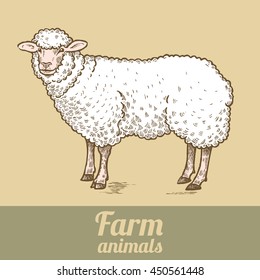 Farm animal sheep. Colored print. Style vintage engraving. Vector illustration of a series - farm animals isolated. Template for creating packaging design farm products, signage natural food stores.