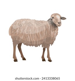 Farm animal sheep side view. Vector illustration isolated on a white background in realistic style