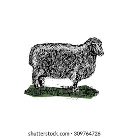 farm animal sheep vintage vector engraving illustration