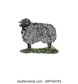 farm animal sheep vintage vector engraving illustration