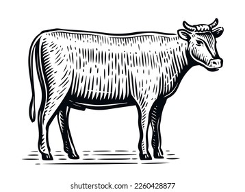 Farm animal sketch. Hand drawn Bull, standing full-length in front of white background. Vector illustration