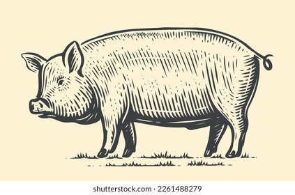 Landwirtschaftliche Tierskizze. Handgezeichnetes großes Schweinefleisch, das in voller Länge vor sich steht. Vektorvintage-Illustration