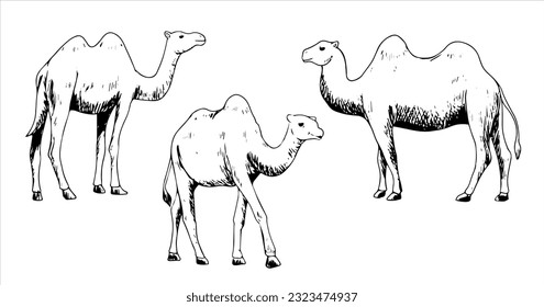 
farm animal vector illustration black and white with shading