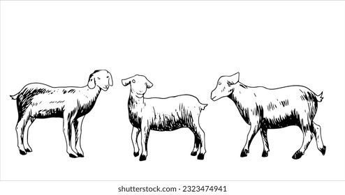 
farm animal vector illustration black and white with shading