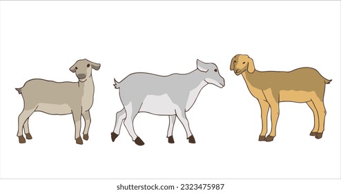 farm animal vector illustration with color and shadow