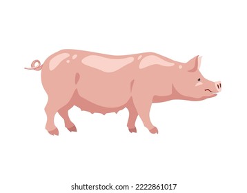 Farm animal. Vector pig on white background