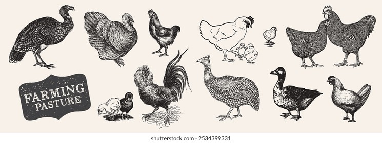 Animales de granja. Antiguas Grabado Granja Pájaro Set. Alimentos orgánicos. Pollo grabado, gallo, gallina. Aves. Aves de corral dibujadas a mano en un estilo de grabado. Ilustraciones vintage de Vector.