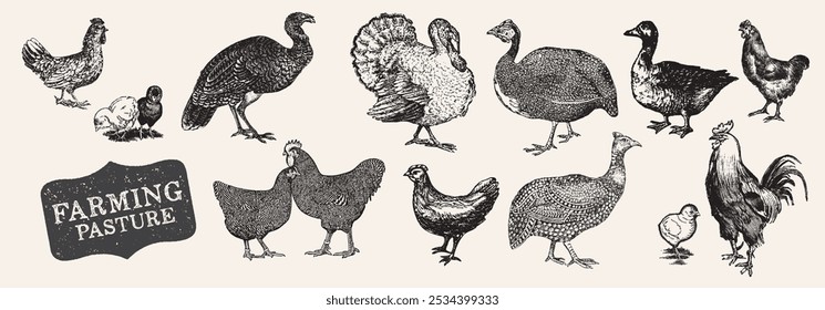 Animales de granja. Antiguas Grabado Granja Pájaro Set. Alimentos orgánicos. Pollo grabado, gallo, gallina. Aves. Aves de corral dibujadas a mano en un estilo de grabado. Ilustraciones vintage de Vector.