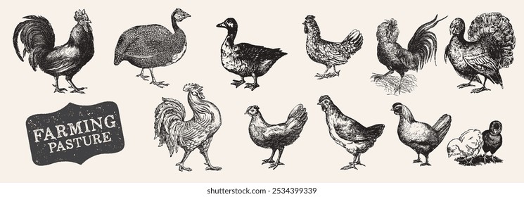 Animales de granja. Antiguas Grabado Granja Pájaro Set. Alimentos orgánicos. Pollo grabado, gallo, gallina. Aves. Aves de corral dibujadas a mano en un estilo de grabado. Ilustraciones vintage de Vector.