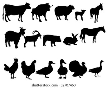 Farm animals