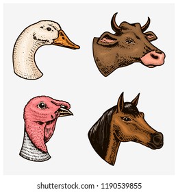 Farm animals and birds. Head of a domestic turkey gander cow. Logos or emblems for signboard. Set of icons for the menu. engraved hand drawn in old sketch vintage style.