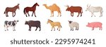 Farm animals. Breeds animal asian or african countries, indian cows breeding camels, sheepfarm, barnyard bull camel horse sheep buffalo ox, vector illustration of pony and bullock, camel and donkey