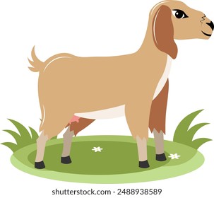 Farm Animals. A brown goat stands on green grass on a white background. Baby flat vector illustration.