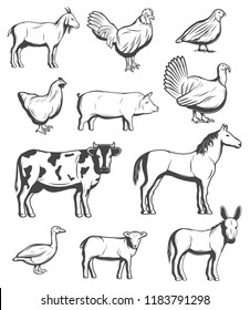 Farm animals, cattle and poultry birds. Vector farmer household of cow and goat, horse and sheep, pig and donkey mule and turkey, hen chicken, cock and quail, goose bird