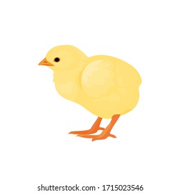 Farm animals chicken chick vector 